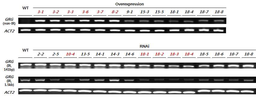GRG 과발현체와 RNAi 형질전환체에서 GRG의 발현
