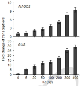 선량별 감마선 조사에 의한 AtAGO2 프로모터 형질전환체의 AGO2 및 GUS 유전자의 발현 분석. IR, 다양한 선량의 감마선 조사