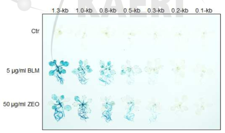 DSB 유도물질 처리에 의한 AtAGO2 deletion 프로모터 형질전환체들의 GUS 발현 분석. Ctr, control; BLM, bleomycin; ZEO, zeocin