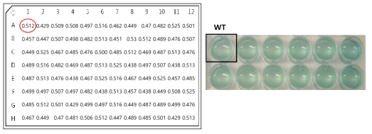 부탄올 생산 Clostridium acetobutylicum 균주 선별 결과