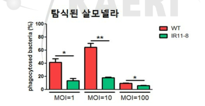 대식세포를 이용하여 탐식된 약독화 균주의 수 비교