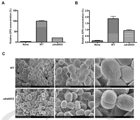 D. radiodurans R1 야생형과 dra0033 돌연변이 균주의 수용성 폴리머 다당류 생성량, 바이오필름 형성 비교. 전자현미경을 이용한 세포표면 구조 분석