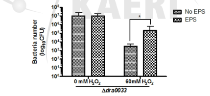Dra0033이 제거된 돌연변이 균주와 야생형 균주에 수용성폴리머(EPS)를 첨가한 전후 60mM의 과산화수소 처리 시 저항성을 비교