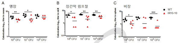 마우스 설사병 모델을 이용하여 ST454 백신 균주의 약독화 확인