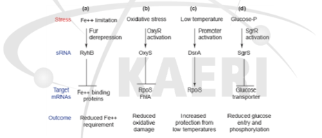 환경 스트레스 대응 small RNA 조절 기전