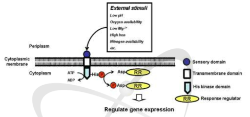 Two component system의 신호전달 모식도