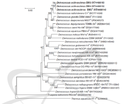 신종 방사선 저항성 D. actinosclerus의 계통발생 분석