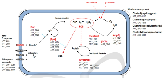 PAMC25486의 oxidative stress 대응 기작 모식도