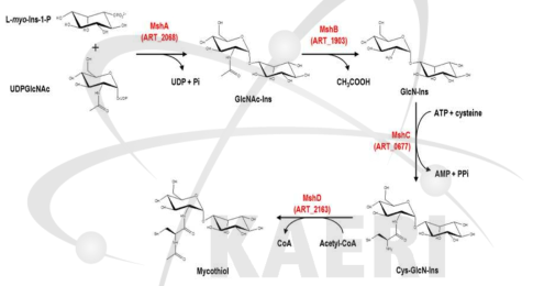 PAMC25486의 mycothiol 생합성 경로