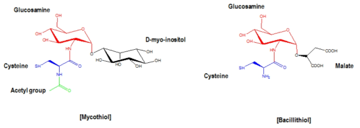 PAMC25486 균주가 생산하는 mycothiol과 Deinococcus에서 생산되는 bacillithiol의 구조