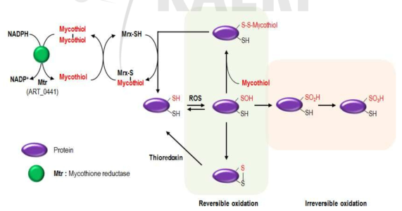 PAMC25486에서 생산되는 mycothiol의 작용기작