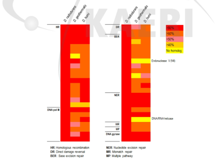 D. radiodurans, D. geothermalis, D. humi의 DNA repair 관련 유전자들의 상동성 비교