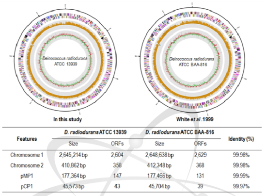 Deinococcus radiodurans ATCC13939 균주의 염기서열 재분석 결과