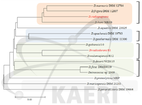 Genome sequence 기반 Deinococcus 균주 내 유연관계 분석