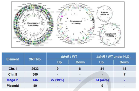 DrtR 변이 균주의 microarray 분석 결과