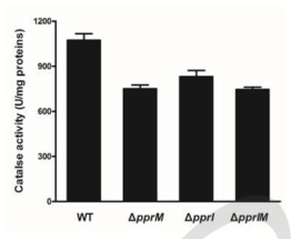 PprM, PprI 변이 균주의 catalase 활성 측정