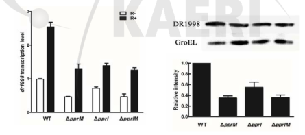 PprM 변이 균주에서 DR1998의 mRNA와 단백질 측정