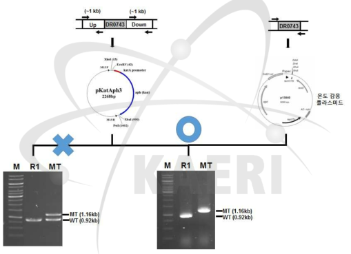 DR0743 유전자 변이 균주 제작 과정