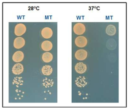 DR0743 변이 균주의 온도 별 생존능 분석