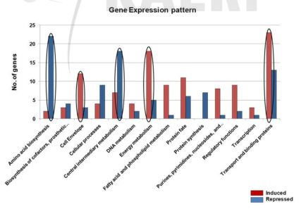 DR0743 변이 균주의 유전자 변화 분석