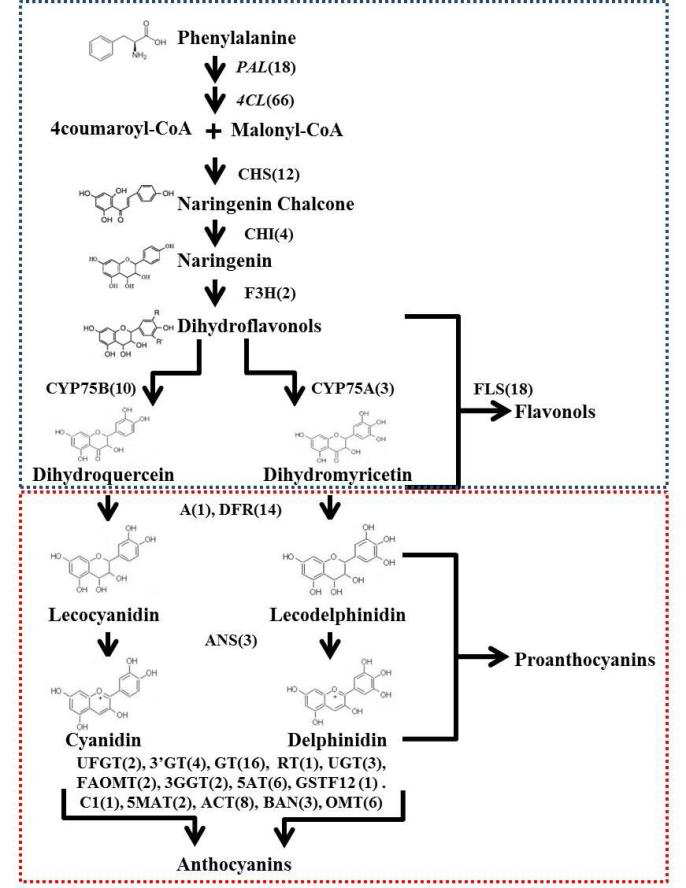 A schematic representation of the flavonoid biosynthetic pathway emphasizing the anthocyanins and flavonols found in kenaf leaf transcriptome