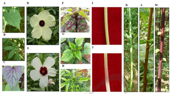 Morphological characteristics of kenaf cultivars. A: Entire leaf, B: palmate leaf, C: Green-purple leaf color(Jeokbong), D: Ivory flower, E: White flower, F: purple branch, G: Brown branch, H: Green branch, I: Green hypocotyl, J: purple hypocotyl, K: Green stem, L: Brown stem, M: Purple stem