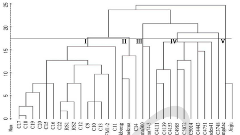 Dendrogram illustrating genetic relationships among kenaf cultivar generated by cluster analysis with average linkage method