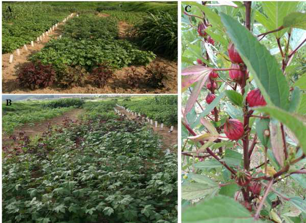 Profile of Hibiscus sabdariffa cultivation