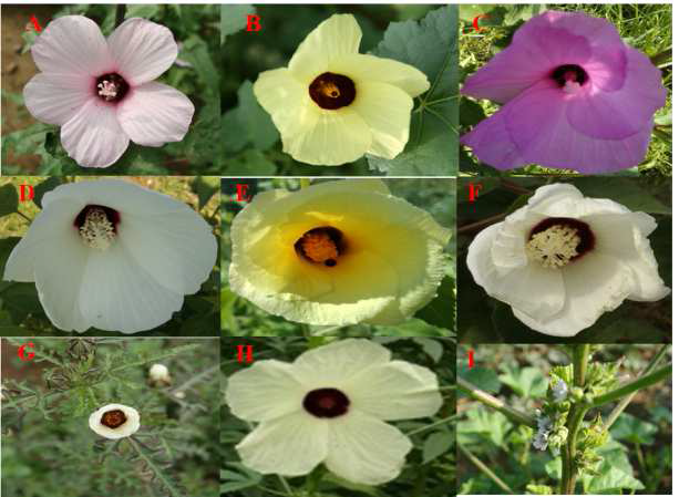 Profile of Hibiscus flowers