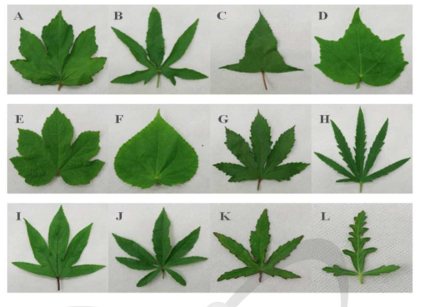 Profile of Hibiscus leaves