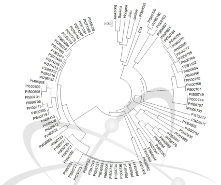 Phylogenetic tree based on Hibiscus species of EST-SSR markers