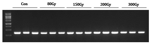 Confirmation of cDNA synthesis by PCR