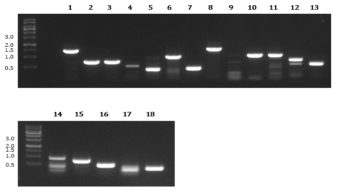 Isolation of DDR genes from C. reinhardtii cDNA by PCR