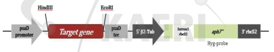 Schematic diagram of the construct used to overexpress the target genes