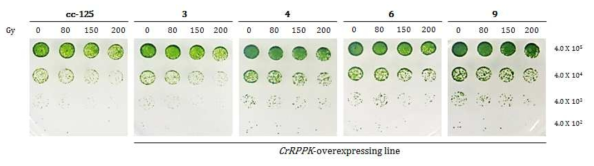 Response of CrRPPK mutants to various gamma ray dose using spot assay