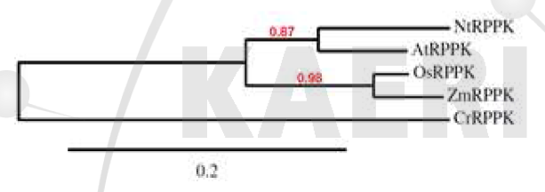 Phylogenetic analysis of RPPK gene from Nicotiana tabacum, Arabidopsis thatiana, Oryza sativa, and Zea mays