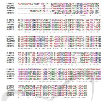 Multiple sequence alignment of RPPK proteins