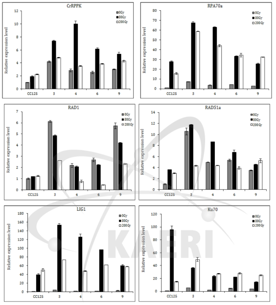 Expression levels of stress response genes in CrRPPK mutants under various stress conditions