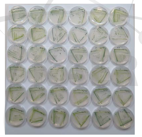 Diverse genetic pool of C. reinhardtii mutants