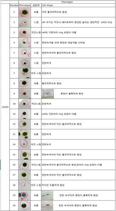 Phenotype of C. reingardtii mutant compared with wild type control