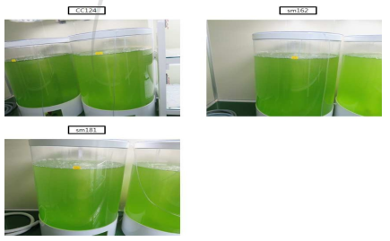 Test of starch mutant strains for large scale culture using 1/10 × TAP media