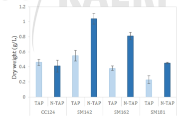 Biomass production of starch mutants generated by gamma-irradiation. Wild type control; cc124, starch mutants; SM142, SM162, and SM181)