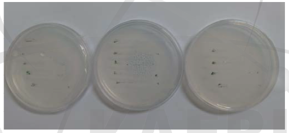 Isolation of Haematococcus pluvialis in OHM argar plates