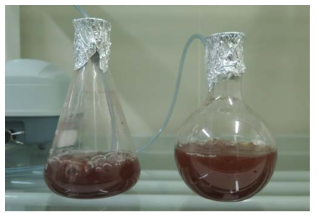 Culture of Haematococcus pluvialis in OHM liquid media