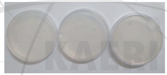 Selection of Haematococcus pluvialis in OHM agar plates using gamma irradiation