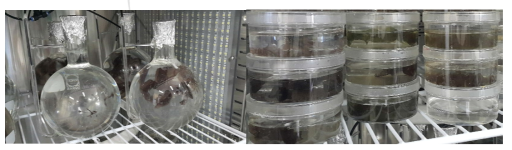 Selection of Porphyra yezoensis for high temperature tolerance using gamma irradiation