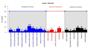 GO analysis of down-regulated DEGs between cc124 and sm162