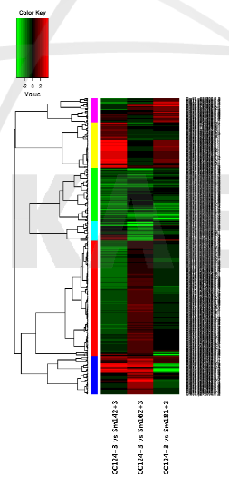 Clustering analysis of DEGs using heatMap in sm142, sm162 and sm181 in comparison with cc124 control