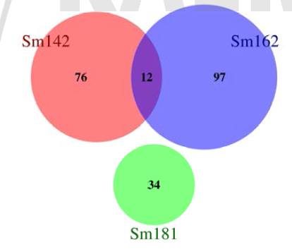 Number of up-regulated DEGs between sm142, sm162 and sm181