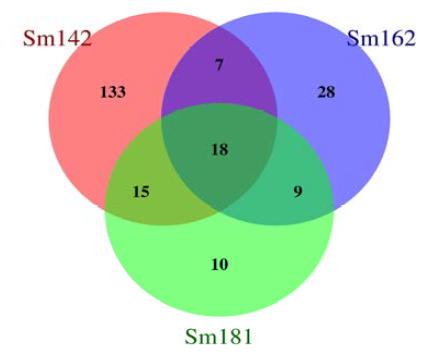 Number of down-regulated DEGs between sm142, sm162 and sm181